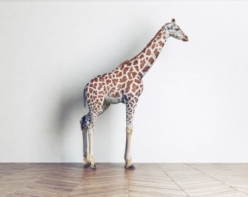 the giraffe baby in in the white room. Photo combination concept