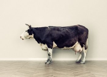the cow in a room near white wall. Creative photo combination concept