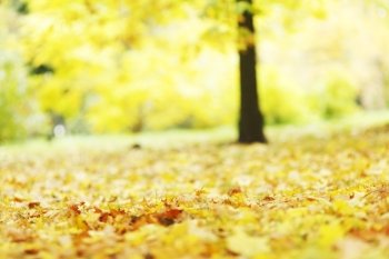 Colorful autumn leaves close-up with forest blurred background