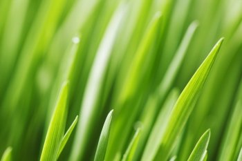 Beautiful spring green grass background macro