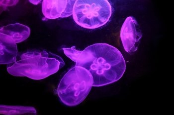 Group of light purple jellyfish. Group of light purple jellyfish on black background