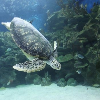 Swimming Turtle underwater. Underwater view of swimming turtle and small fish