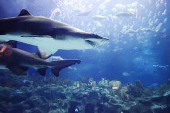 Shark underwater. Shark and tropical fish underwater in natural aquarium