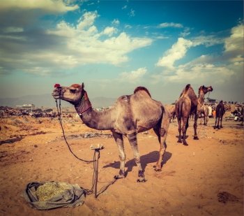 Vintage retro hipster style travel image of camels at Pushkar Mela (Pushkar Camel Fair). Pushkar, Rajasthan, India