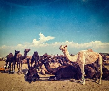 Vintage retro hipster style travel image of camels at Pushkar Mela (Pushkar Camel Fair) with grunge texture overlaid. Pushkar, Rajasthan, India