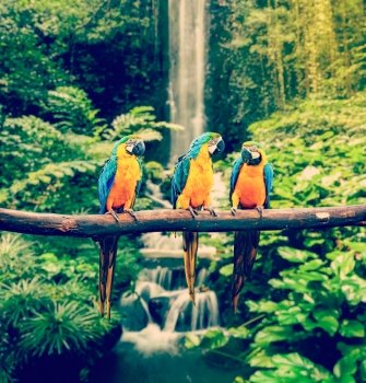 Vintage retro effect filtered hipster style travel image of Blue-and-Yellow Macaw Ara ararauna, also known as the Blue-and-Gold Macaw