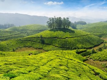 Indian tea concept background - tea plantations. Munnar, Kerala, India