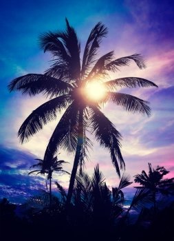 Vintage retro effect filtered hipster style image of palm against sky on sunset. Palm on sunset
