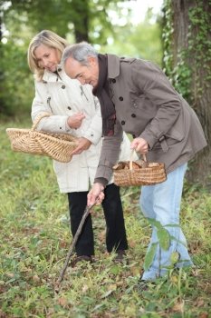 Middle-aged couple gathering mushrooms