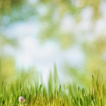 Green grass on the noon, abstract natural backgrounds