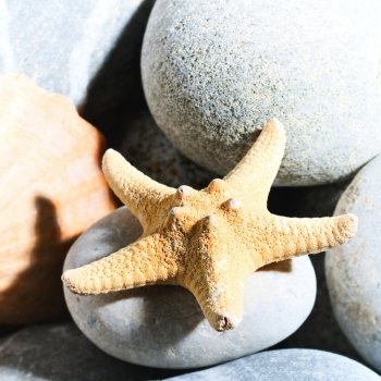 Sea still life with starfish over grey pebble, natural backgrounds