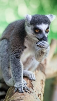 Beauty lemur on the wood, abstract natural background
