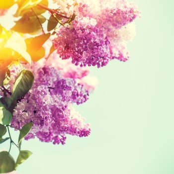 Lilac flowers under bright summer sun, seasonal backgrounds