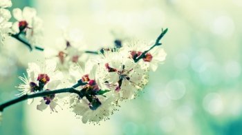 Apricot tree flower, natural abstract backgrounds