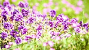 Beauty wild flowers on the meadow, panoramic natural backgrounds