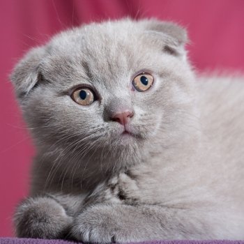 Scottish fold cat. Baby animal portrait