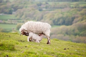 Ewe sheep and Spring lamb in field