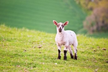 Single Spring lamb in field