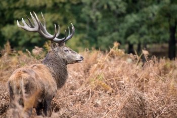 Red deer stag during rutting season.