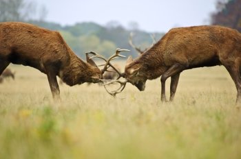 Jousting fighting red deer stags clashing antlers in Autumn Fall forest meadow