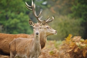 Vibrant Autumn Fall image of red deer does in forest