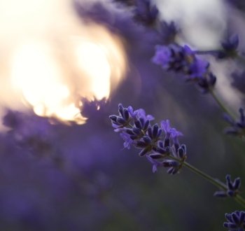 Beautiful differential focus technique giving shallow depth of field blurred bokeh sun effect in lavender landscape