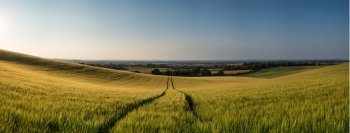 Stunning countryside panorama landscape wheat field in Summer sunset