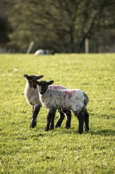 Beauitful landscape image of Spring lambs and sheep in fields during late evening light
