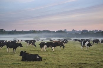Cows in field during misty sunrise in English countryside
