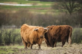 Beautiful Scottish Highland Cattle grazing in field 