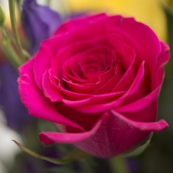 Macro close up of beautiful vibrant red rose