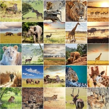 african safari collages