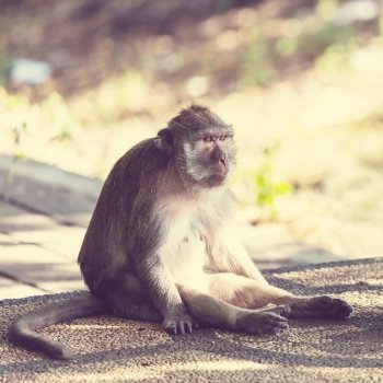monkey in Thailand