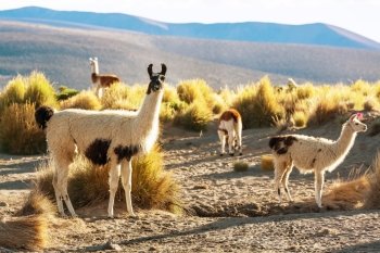 Llama in Bolivia