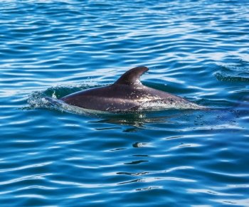 Dolphin in ocean,Argentina