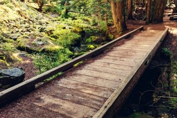 Boardwalk in the forest