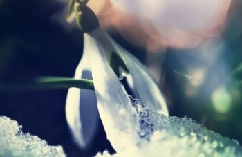 Snowdrops in spring season