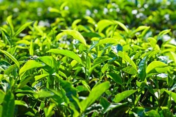 Tea leaves on plantation, India