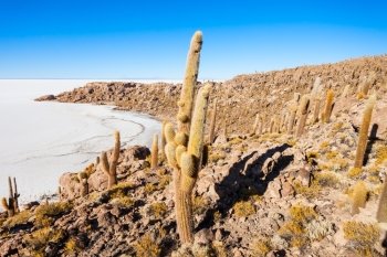 Very big cactuses on Cactus Island, Salar de Uyuni (Salt Flat) near Uyuni, Bolivia
