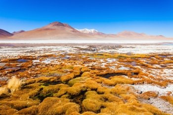 Laguna Honda is a salt lake in the altiplano of Bolivia