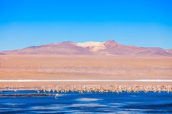 Flamingos at Laguna Colorada (Red Lake), it is a salt lake in the Altiplano of Bolivia