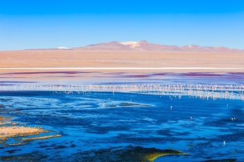 Laguna Colorada (Red Lake) is a most beautiful lake in the Altiplano of Bolivia