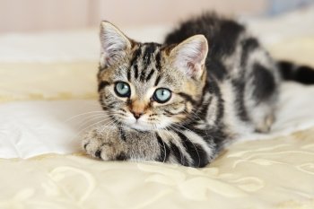 Cute  tabby kitten laying down on  bed