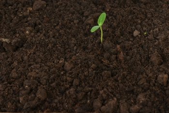 small green cucumber seedling in  growing