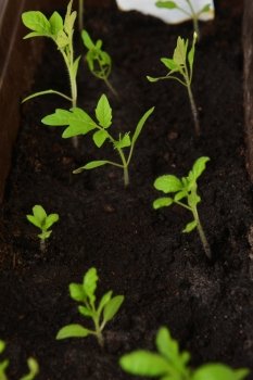  small green  tomato  seedling in  growing