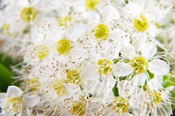 white flowers of blossoming  bush spiraea