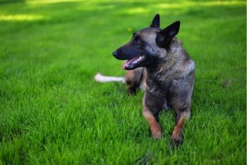  Belgian shepherd Dog lies on grass