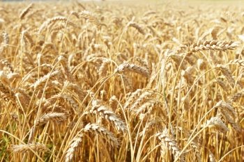  field of wheat crops in summer day