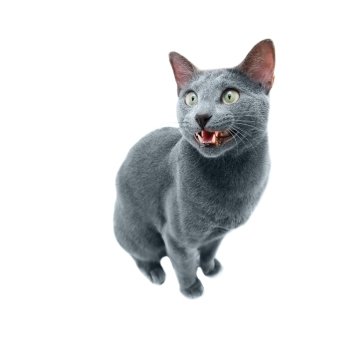 russian blue cat  isolated on white