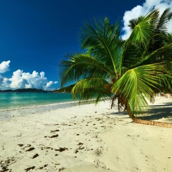 Beautiful beach with palm tree at Seychelles, Praslin, Cote d’Or